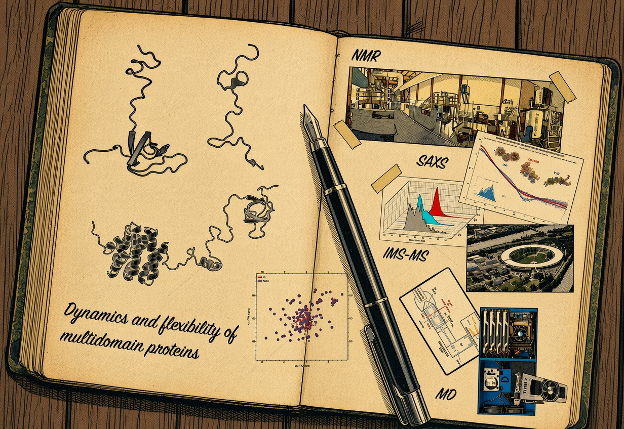 Lab notebook on the dynamics and flexibility of multidomain proteins, with NMR, SAXS, IMS-MS and MD